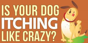 is your dog itching like crazy