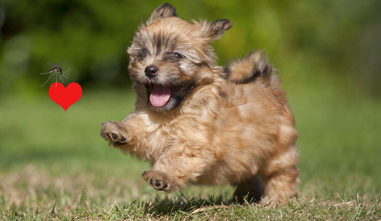 Dogs Heartworm Preventatives