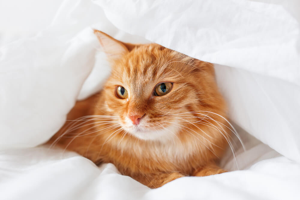 Feline’s Arthritis Making Her Life Comfortable CanadaPetCare Blog