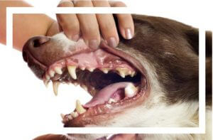 Vet Visits For Dog's Dental Care