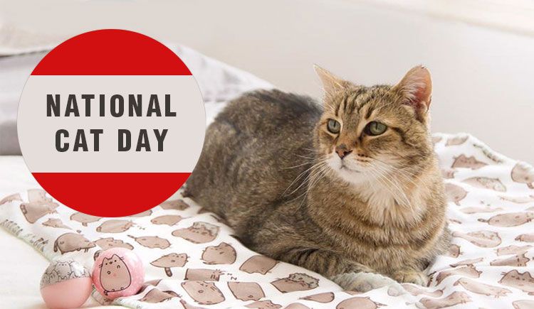 5 Ways to Celebrate National Cat Lovers Month - Companion's Choice
