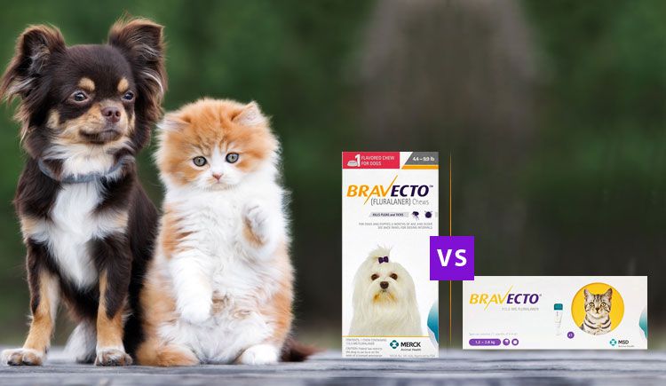 Flea and Tick Treatment: Bravecto Chewable VS Bravecto Spot On -  CanadaPetCare Blog
