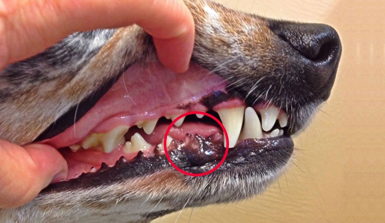 what does a melanoma look like on a dog