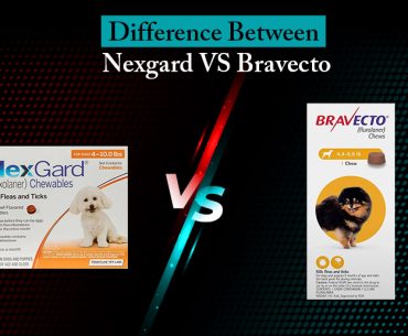 Nexgard vs Bravecto: Key Similarities & Differences