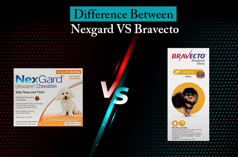 CanadaPetCare Blog The Ultimate Pet Health Care Tips for Pet Parent