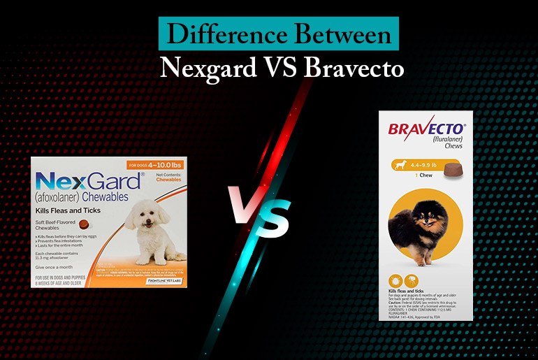 Bravecto vs Nexgard - Our Guide To Which One is Better