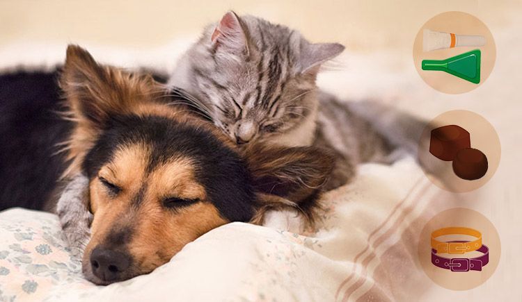 What is The Most Effective Flea & Tick Treatment: Topical v/s Chewables v/s Collars