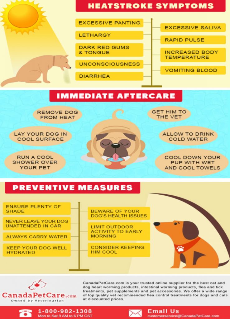 Treating Heat Exhaustion In Cats