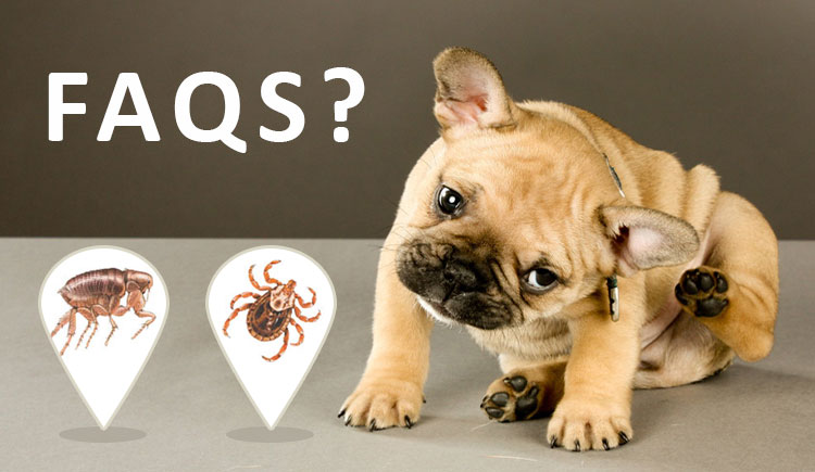 Fleas and Ticks