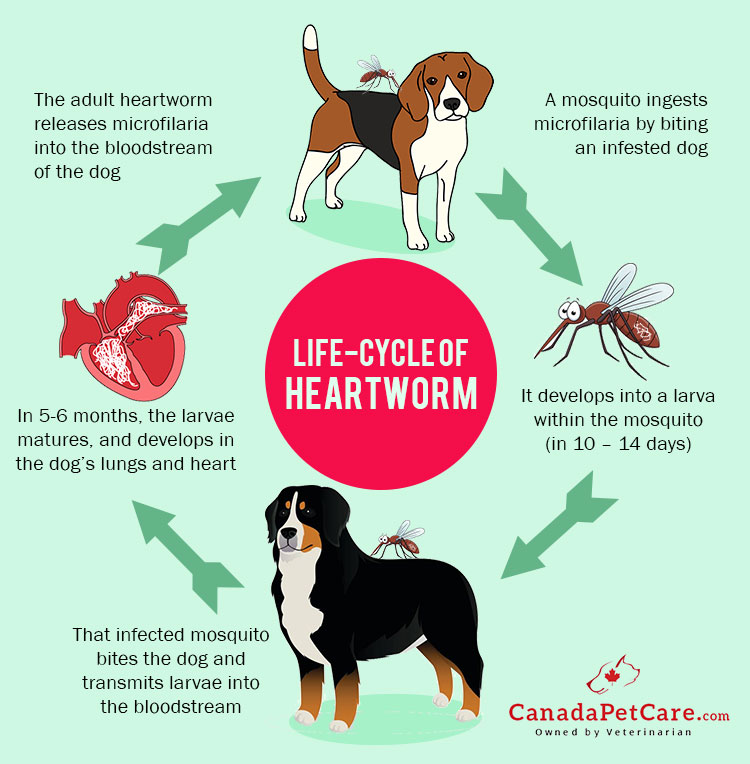 Life cycle of heartworm
