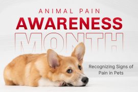 Pet in Pains Symptoms
