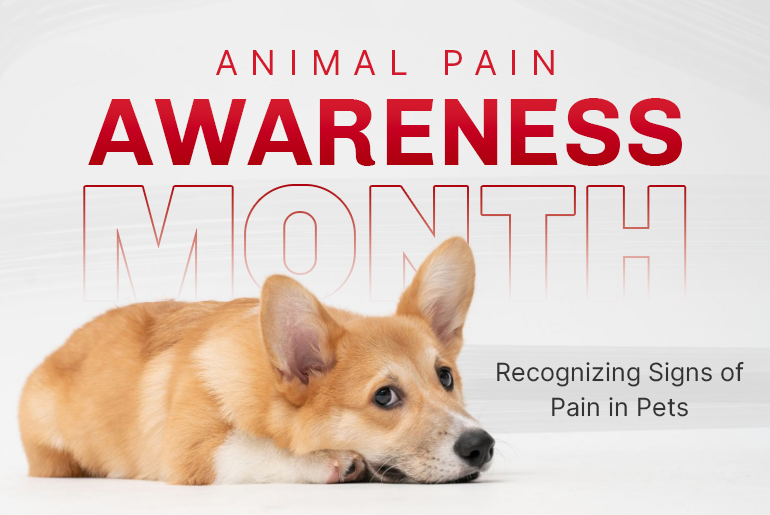 Animal Pain Awareness Month 2024: Recognizing Signs of Pain in Pets