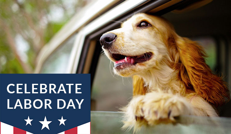 6 Labor Day Weekend Dog Activities (Your Friends Will Love #4!)