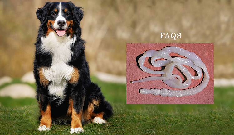 FAQS ABOUT TAPEWORMS IN DOGS - CanadaPetCare Blog