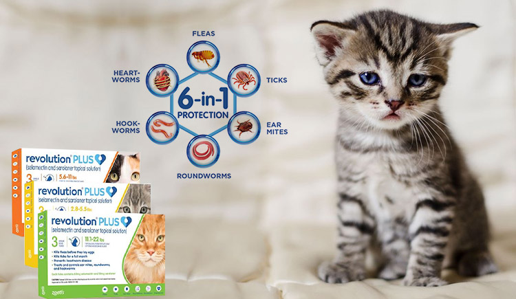Buy Revolution Plus For Cats – A Powerful 6 in 1 Parasitic Treatment -  CanadaPetCare Blog