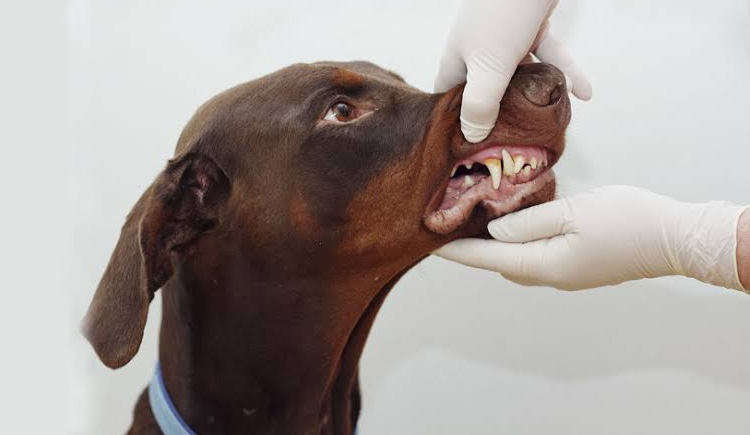 Dog Dental Problem in Dogs