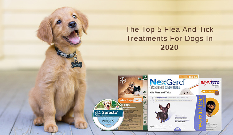 best flea and tick prevention for dogs canada