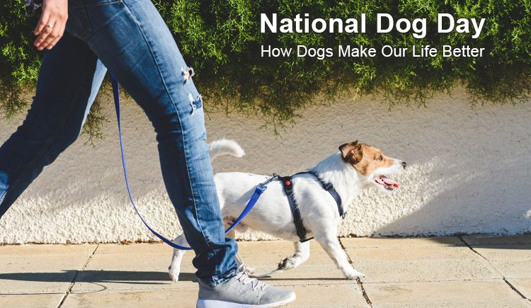 National Dog Day – How Dogs Make Our Life Better