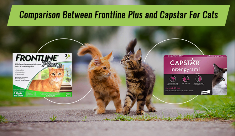 Comparison Between Frontline Plus And Capstar For Cats