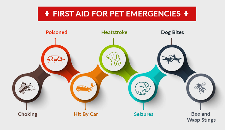 Most Helpful First Aid Hacks for Your Pet Emergencies