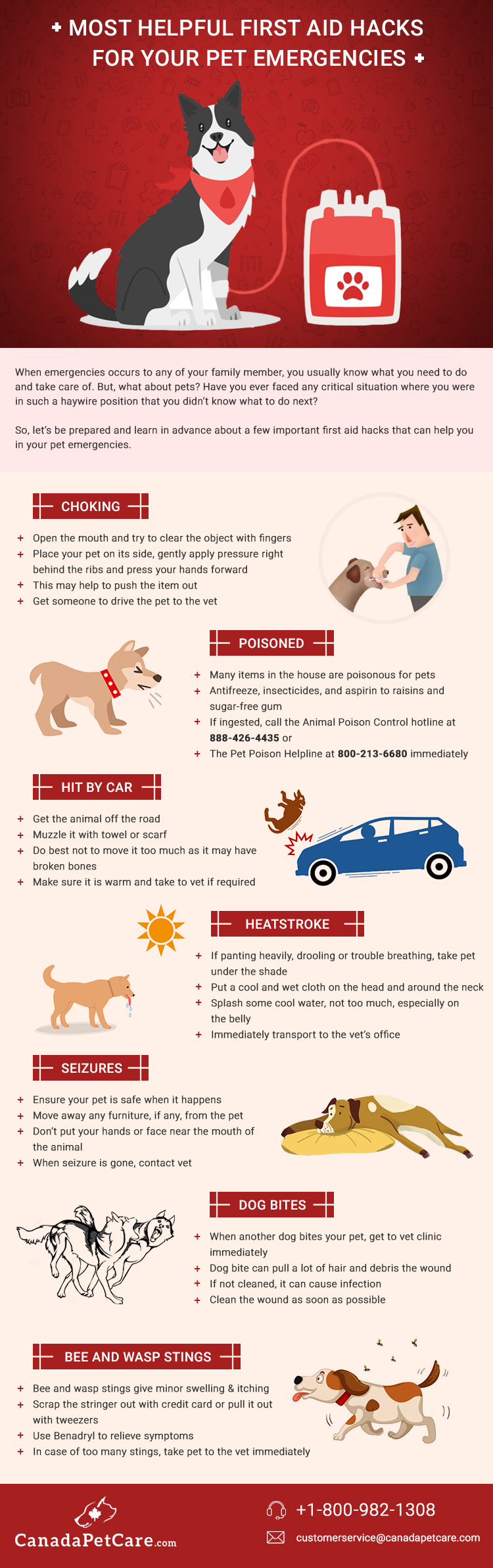 Most Helpful First Aid Hacks for Your Pet Emergencies
