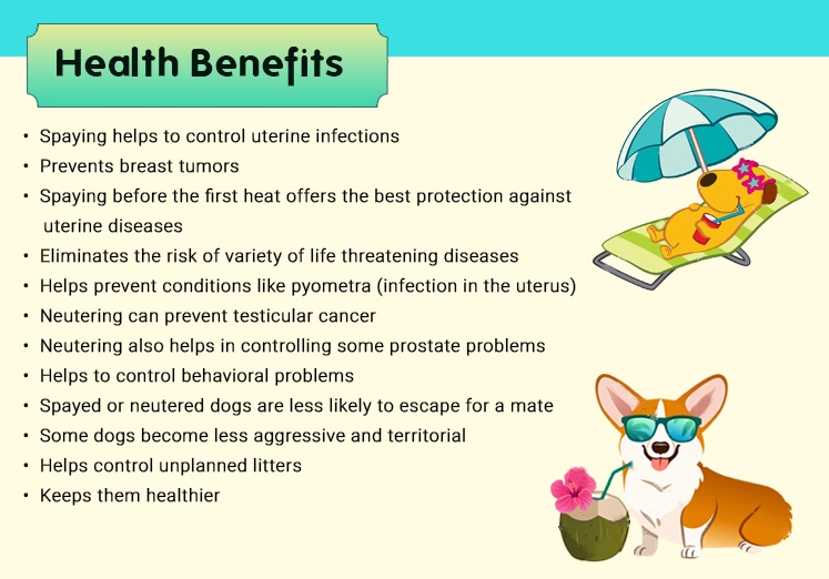 Benefits of Spaying/Neutering