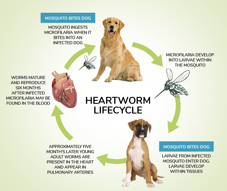 Heartworm-Lifecycle
