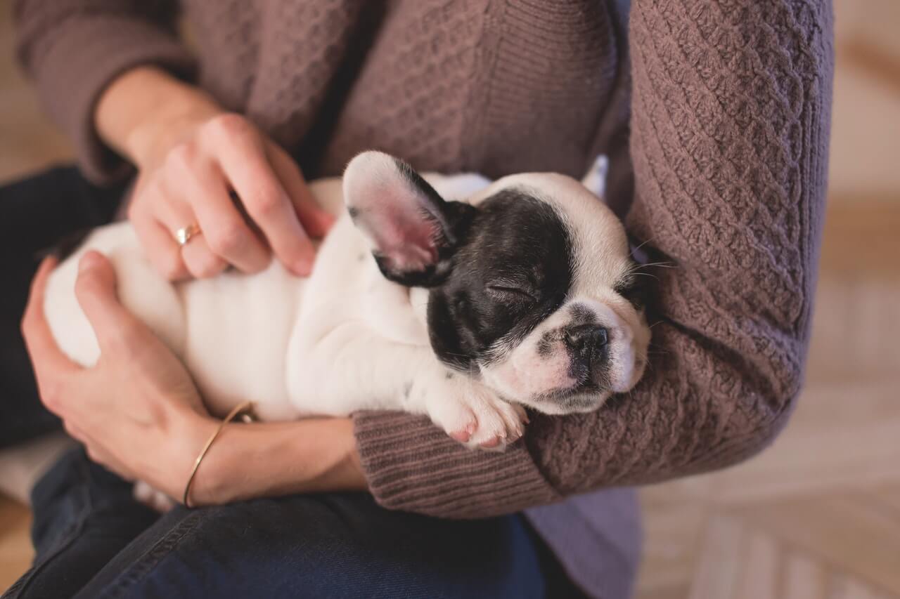 How to Take Care of Your Puppy