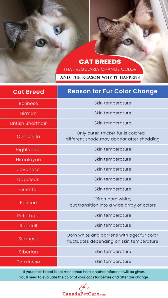 Cat Fur Discoloration Top 4 Reasons for this Phenomenon