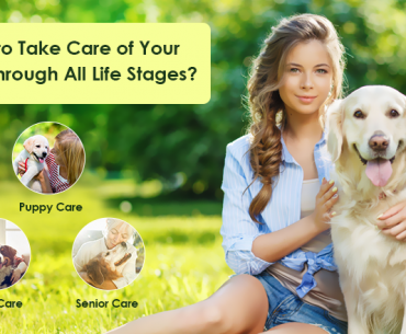 How to Take Care of Your Dogs through All Life Stages?