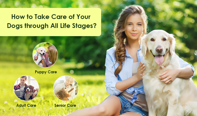 How to Take Care of Your Dogs through All Life Stages?