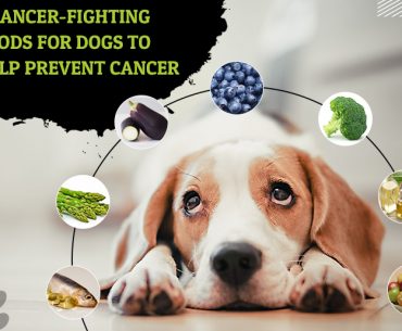Cancer-Fighting-Food-for-Dogs