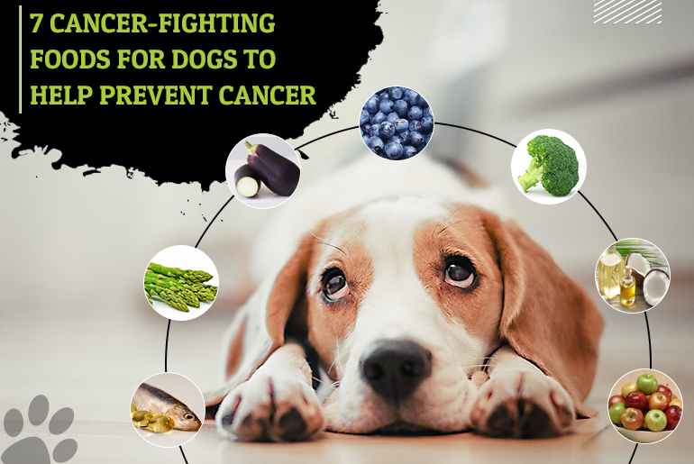 Cancer-Fighting-Food-for-Dogs