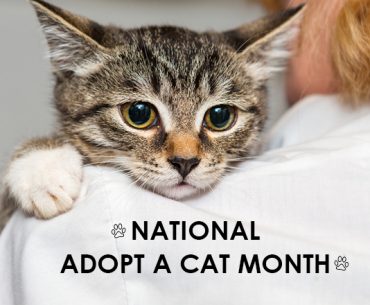 national-adopt-a-cat-month