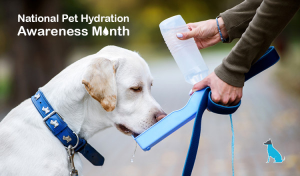 National Pet Hydration Awareness Month - CanadaPetCare