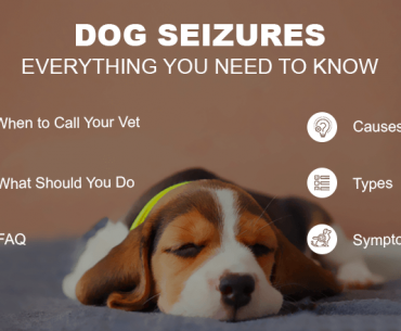 causes of seizures in dogs