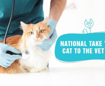 why you shouldn't put off your cat's check-up
