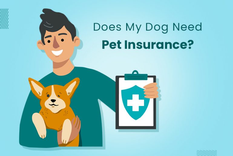 Understanding Pet Insurance A Complete Guide for Dog Parents