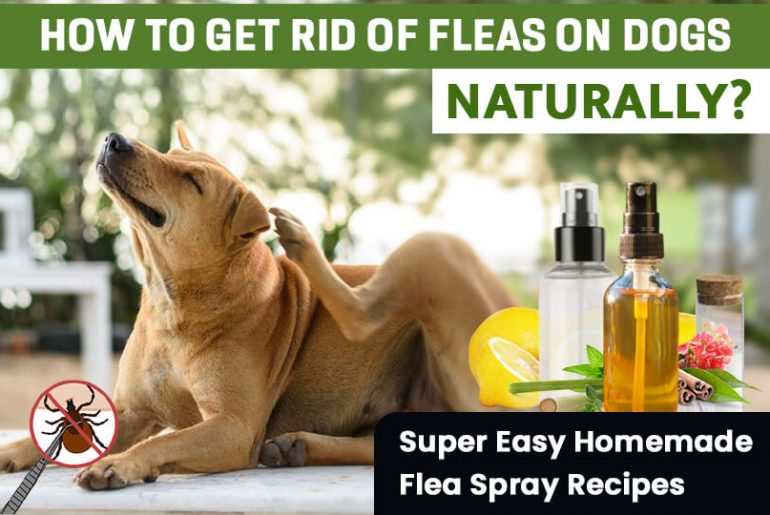4 Easy DIY Flea Sprays for Dogs You Can Make at Your Home Right Now!