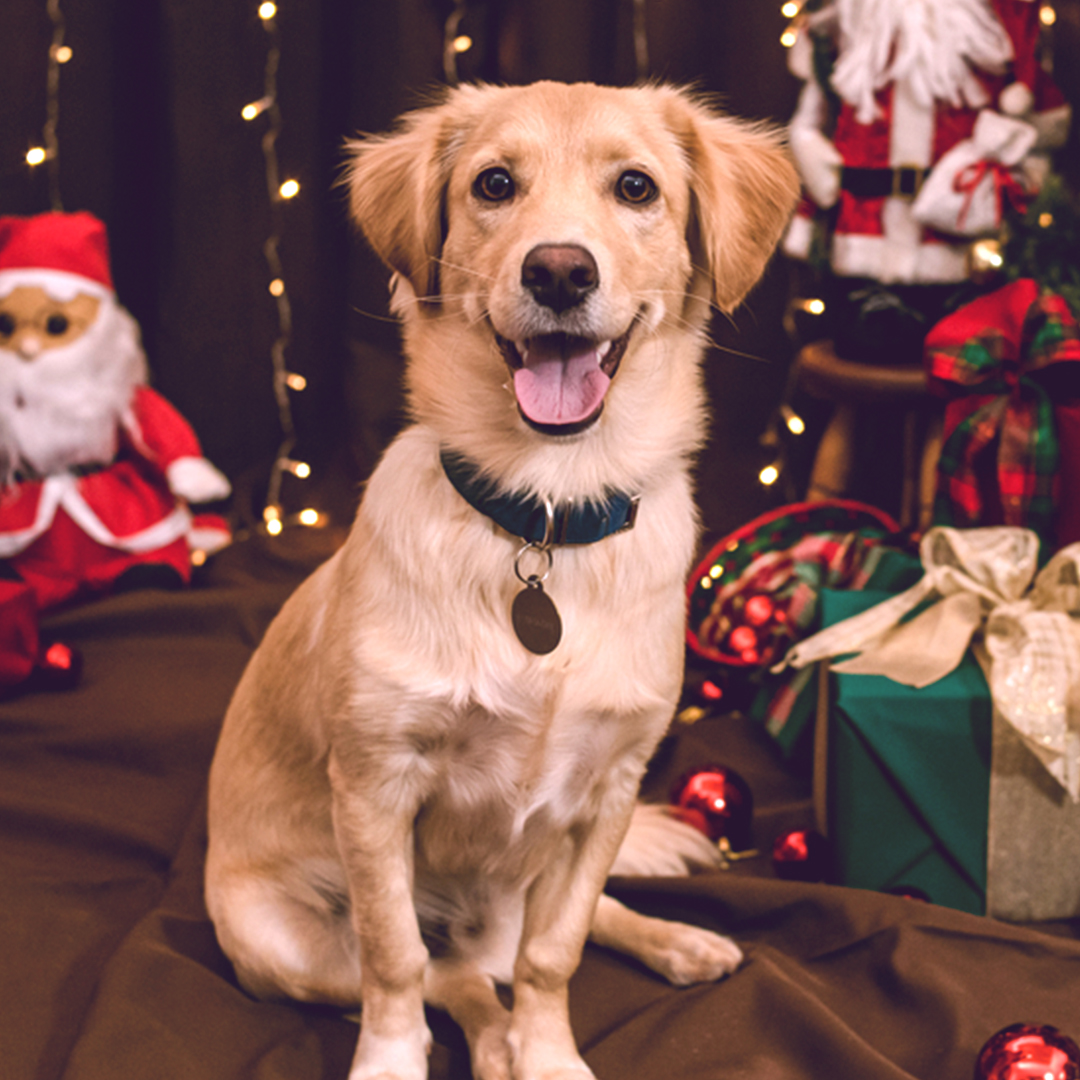 Celebration With Pets