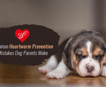 heartworm prevention mistakes in dogs