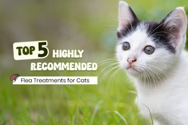Top Vet Recommended Flea Treatments For Cats