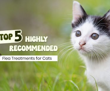 Top Vet Recommended Flea Treatments For Cats