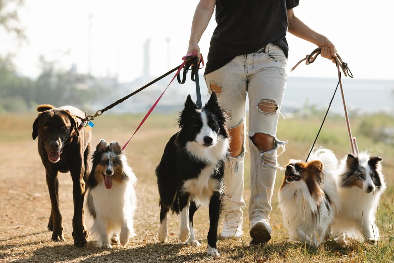 National-Walk-Your-Dog-Day