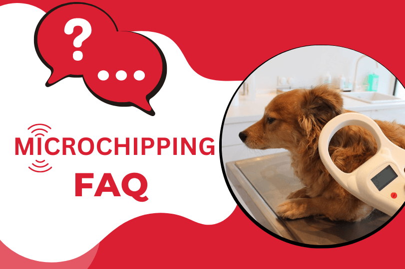 FAQs About Pet Microchipping 