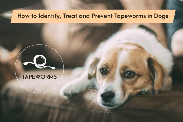 How to Identify, Treat and Prevent Tapeworms in Dogs - CanadaPetCare