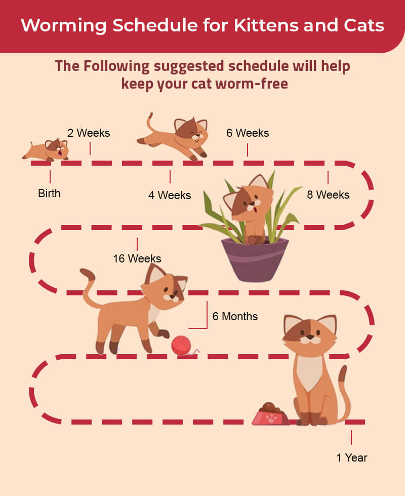 Everything You Need To Know About Deworming Your Cat