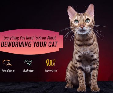 Cat Dewormers FAQ