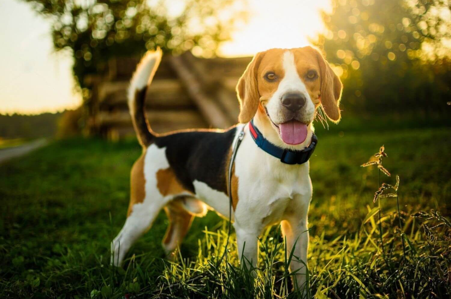 beagle-Dog-Breeds-Prone-to-Seizures