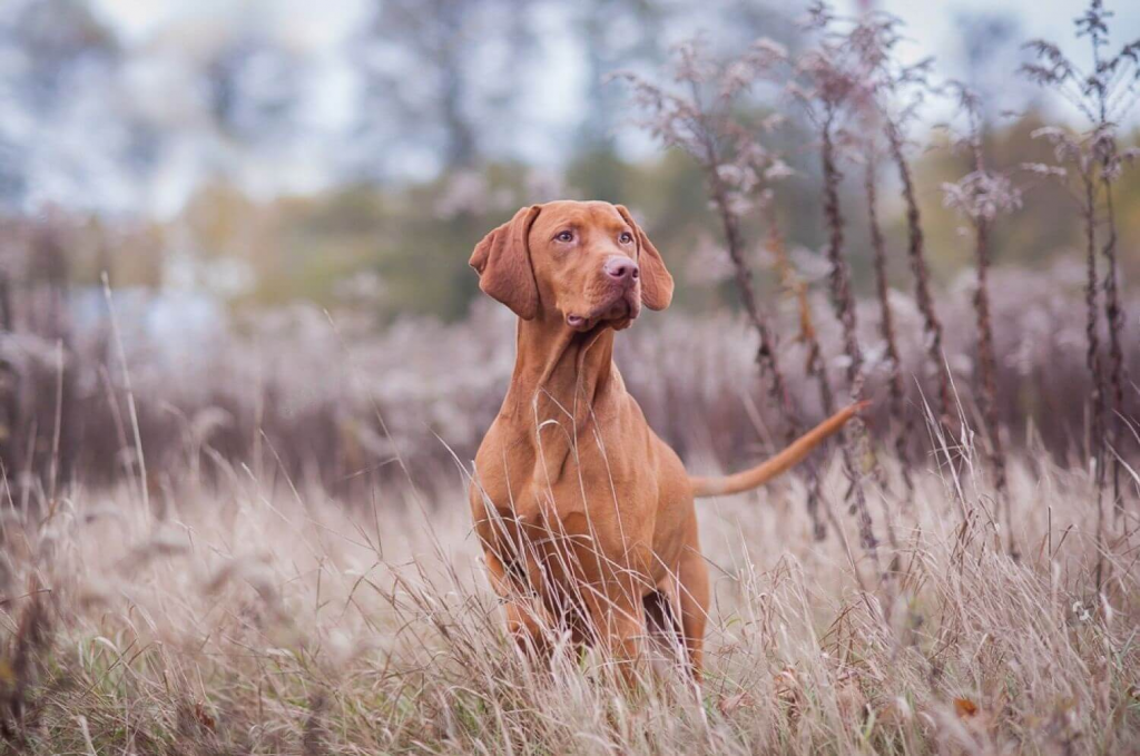 Most Common Dog Breeds Prone to Seizures CanadaPetCare